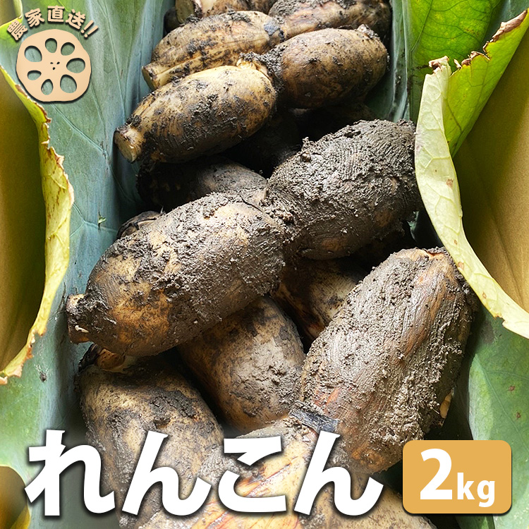 【農家直送!】れんこん 2kg | レンコン 蓮根 産地直送 シャキシャキ 甘み 野菜 やさい 根菜 食品 広島県 竹原市 ※2024年8月上旬頃より順次発送予定広島県竹原市8000野菜・きのこ大根・ニ