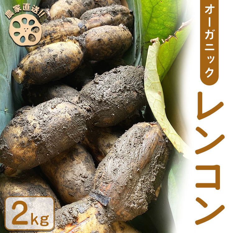 【農家直送!】オーガニックレンコン 2kg | レンコン オーガニック 蓮根 産地直送 シャキシャキ 甘み 野菜 やさい 根菜 食品 広島県 竹原市 ※2024年8月上旬頃より順次発送予定広島県竹原