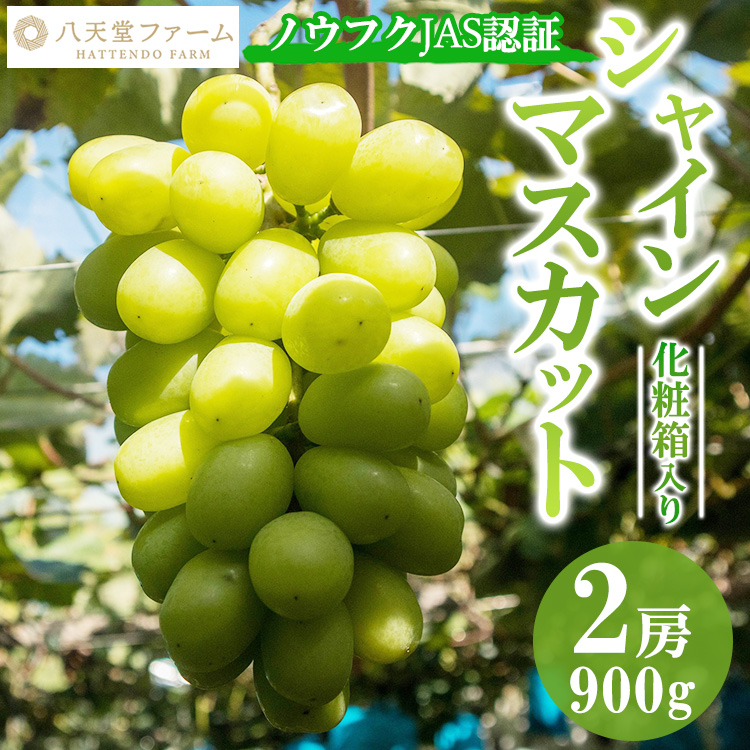 八天堂ぶどう園 シャインマスカット 2房 900g ノウフクJAS認証 化粧箱入り 果物 ぶどう 【 ぶどう フルーツ 果物 甘くて大きい 薄皮 糖度が高い 】 ※2025年8月中旬頃〜9月下旬頃に順次発送予