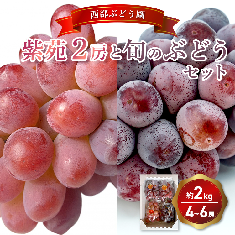 西部ぶどう園 紫苑2房と旬のぶどうセット 4〜6房 計約2kg 葡萄 フルーツ 果物広島県竹原市20000果物・フルーツマスカット・ぶどう