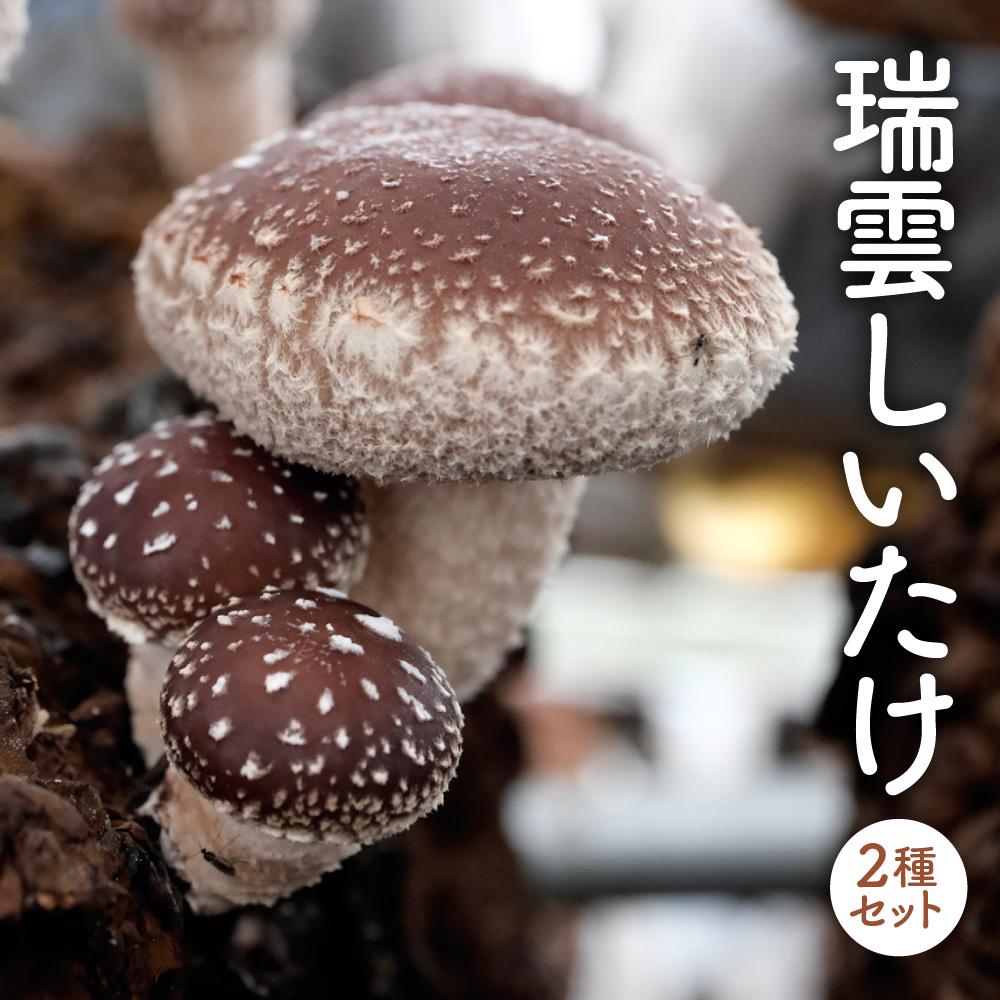 【先行受付】瑞雲しいたけ2種セット/2025年10月〜2026年2月上旬頃お届け三重県伊賀市11000野菜・きのこきのこ