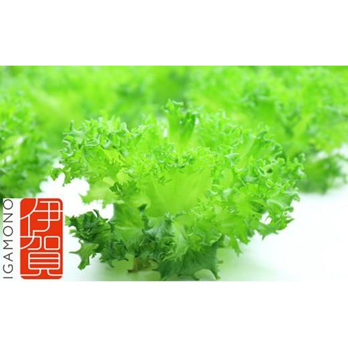Leaf Mie(完全人工光型植物工場レタス)三重県伊賀市10000野菜・きのこその他 野菜
