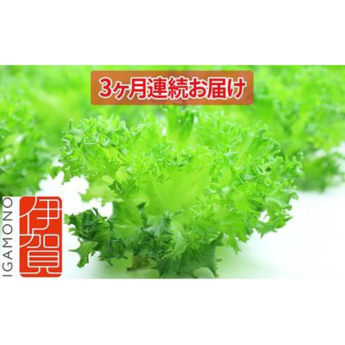 Leaf Mie(完全人工光型植物工場レタス)約80g×25個 3ヶ月連続お届け三重県伊賀市30000野菜・きのこその他 野菜