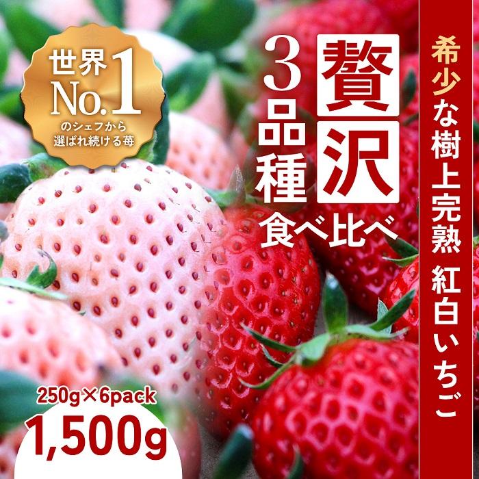 【完熟クラフト苺BERRY】濃厚な樹上完熟イチゴ 1品種ずつ3回届くセット(白いちご+赤いちご2品種)各約500g【出荷2025年12月上旬〜2026年5月下旬】化粧箱入り三重県伊賀市41000果物・フルー