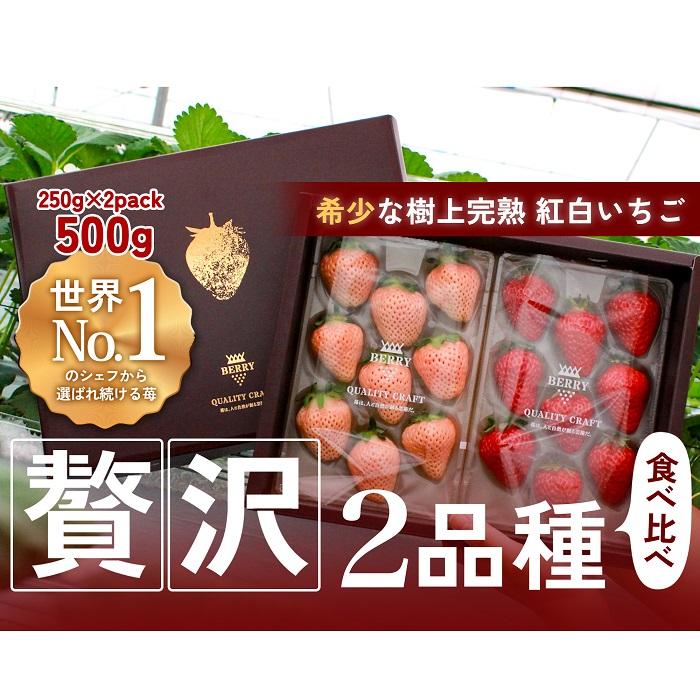 【完熟クラフト苺BERRY】有名シェフ御用達【紅白いちご】樹上完熟紅ほっぺ・淡雪 約500g(出荷2025年12月上旬〜2026年5月下旬)三重県伊賀市15000果物・フルーツいちご