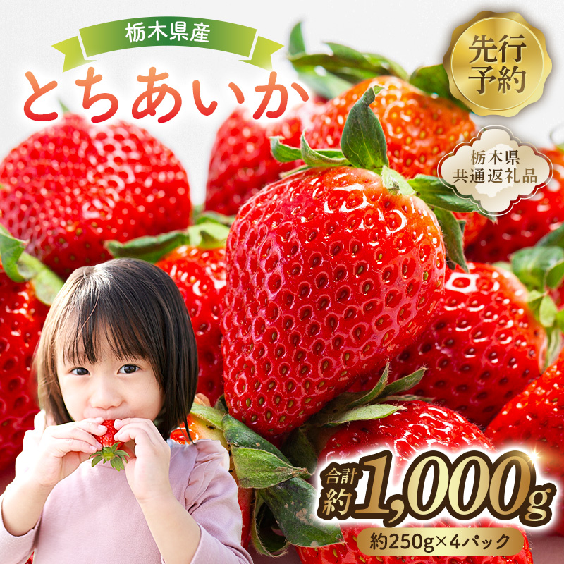 ys\z Ȗ،Y@Ƃ250×4pbN yȖ،ʕԗiz ns120-001Ȗ،ߐ{s8000ʕEt[c