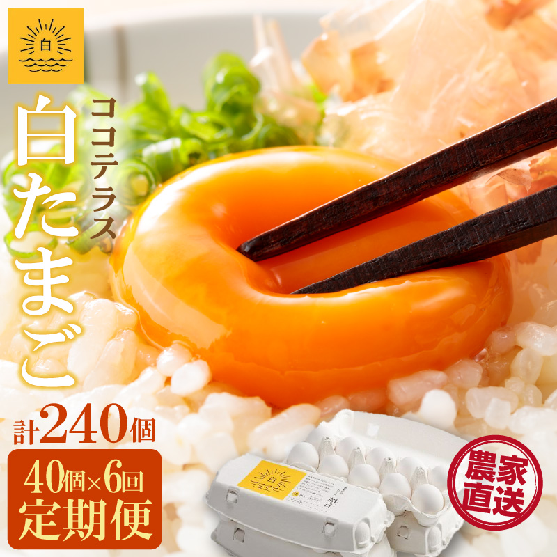 【6ヵ月定期便】ココテラスの朝日(白たまご)35個 + 5個保証(計40個)【JGAP認証】愛知県常滑市55000卵・乳製品卵(鶏、烏骨鶏等)