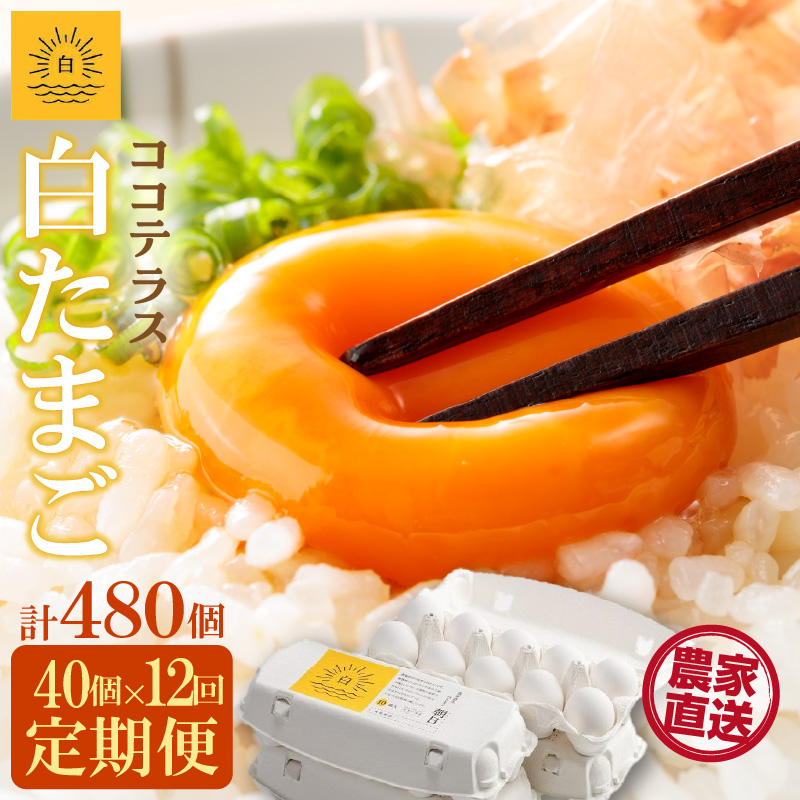 【12ヵ月定期便】ココテラスの朝日(白たまご)35個 + 5個保証(計40個)【JGAP認証】愛知県常滑市108000卵・乳製品卵(鶏、烏骨鶏等)