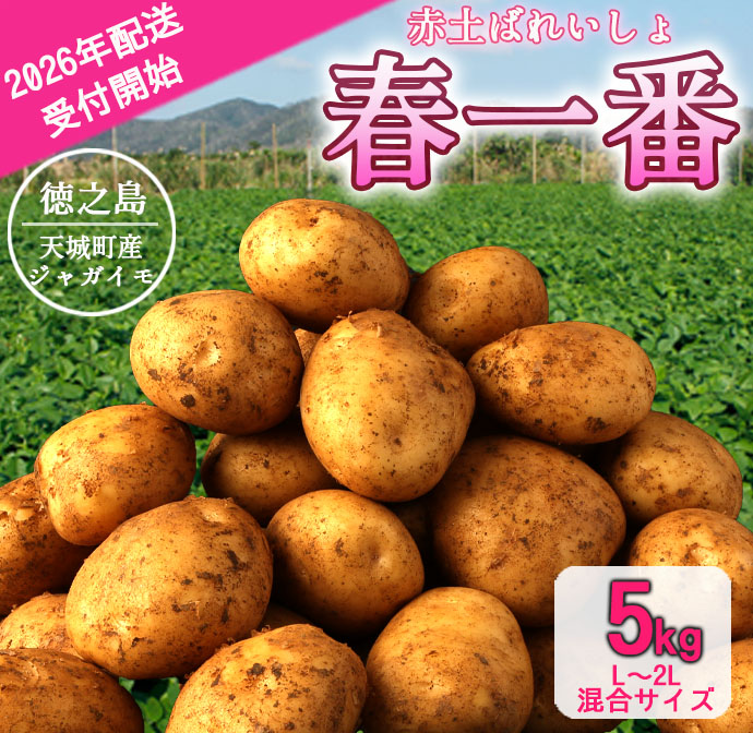 【先行受付】徳之島 天城町産 赤土ばれいしょ 新じゃが 春一番 5kg L〜2L 混合サイズ ジャガイモ じゃがいも バレイショ鹿児島県天城町8500野菜・きのこじゃがいも・イモ類