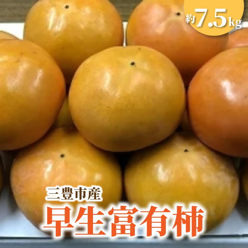 【ふるさと納税】【締め切り間近: 11月6日まで】【先行予約】【配送不可地域:北海道・沖縄県・離島】三豊市産早生富有柿 約7.5kg  ふゆう柿 5kg 以上 柿 カキ かき kaki 直送 新鮮 旬 美容効果
