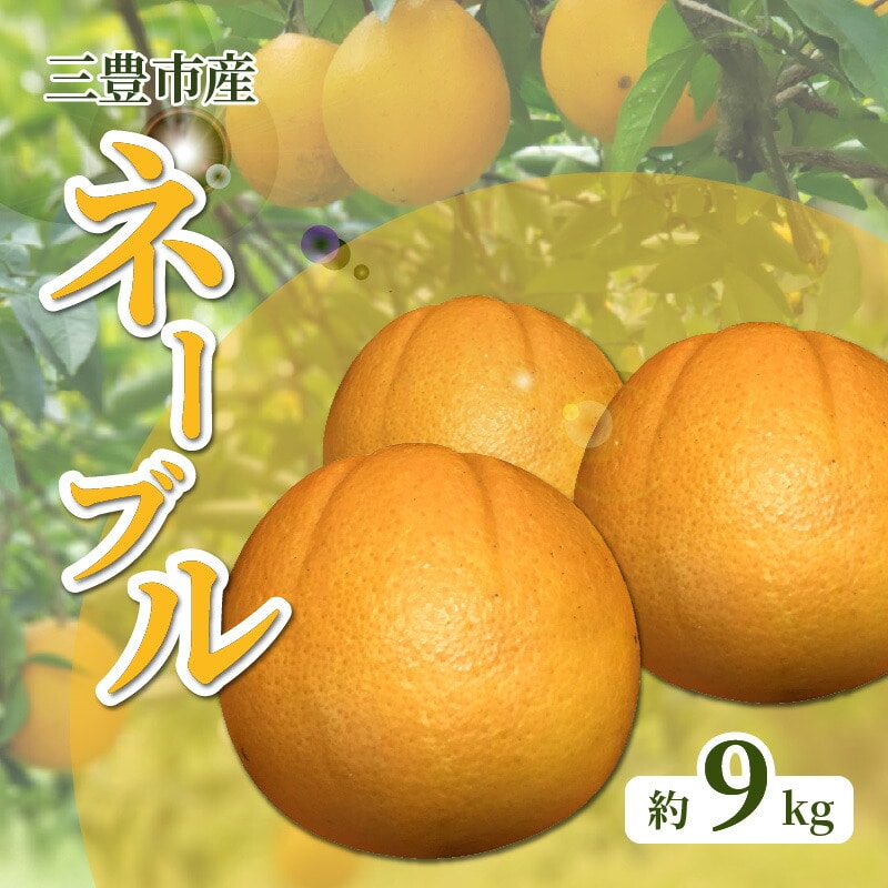 【ふるさと納税】【配送不可地域:北海道・沖縄県・離島】 ネーブル オレンジ 約 9kg 36玉〜60玉 ネーブルオレンジ 三豊市産 国産 甘み 酸味 濃厚 バランスが良い 華やかな香りが強いのが特