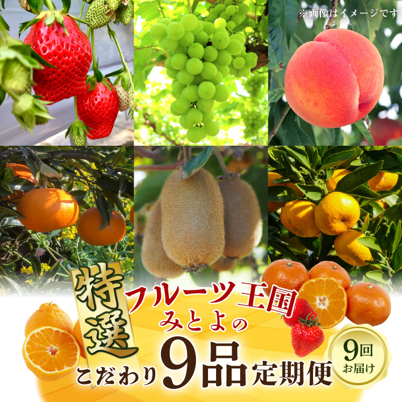 【ふるさと納税】【配送不可地域:北海道・沖縄県・離島】フルーツ王国 みとよ 特選 こだわり 9品 定期便 定期 旬の時期 旬 果物 フルーツ 果実 旬 デザート 食べごろ みかん せとか いちご