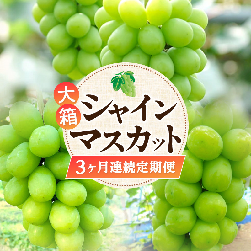 【ふるさと納税】【配送不可地域:北海道・沖縄県・離島】大箱 シャインマスカット 3ヶ月連続 定期便 定期 果物定期便 果物 フルーツ定期便 フルーツ マスカット ハウス 露地 栽培 フルー