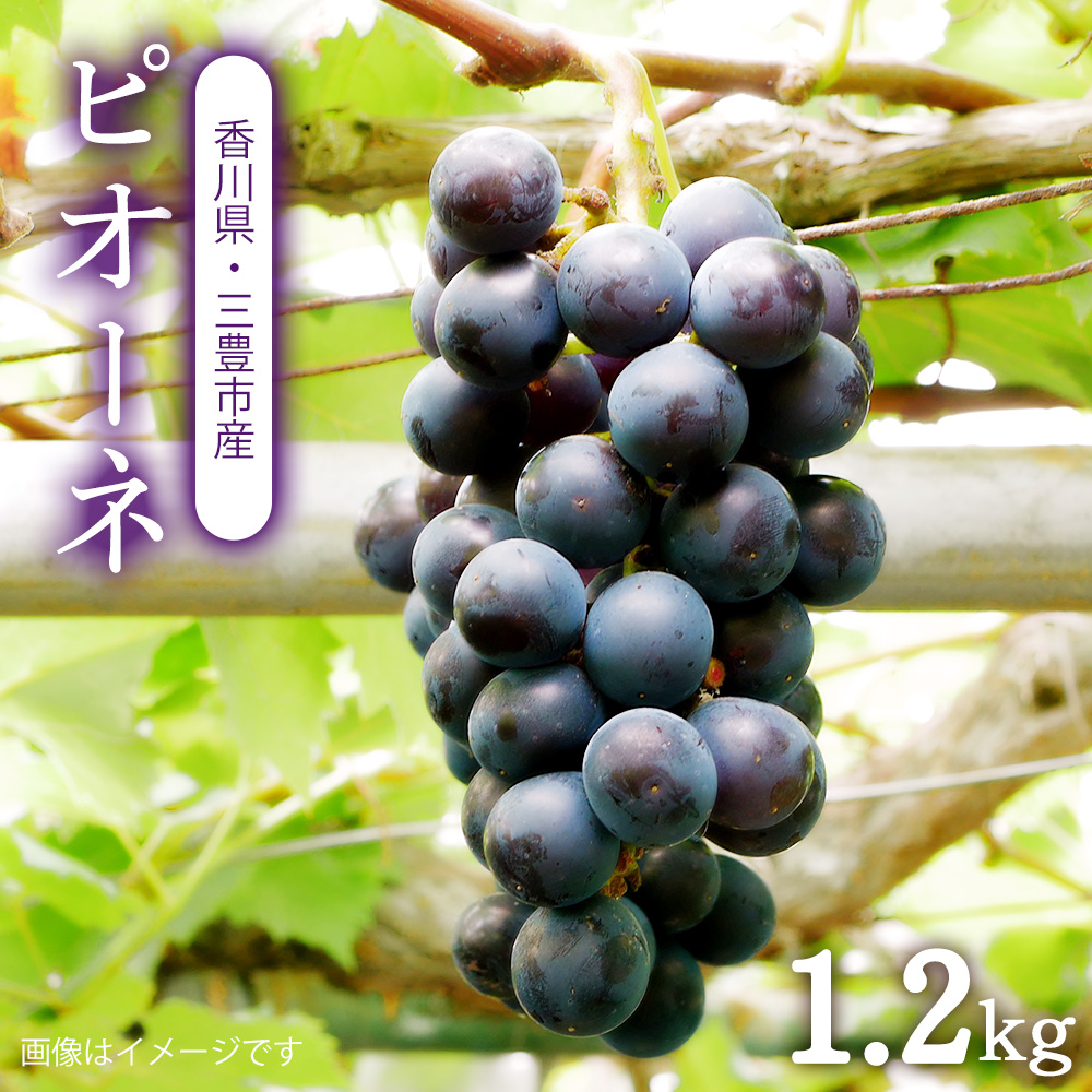【ふるさと納税】【配送不可地域:北海道・沖縄県・離島】ピオーネ 三豊市産 1.2kg ハウス 温室 ハウス 温室 秋 旬香川県三豊市24000果物・フルーツ