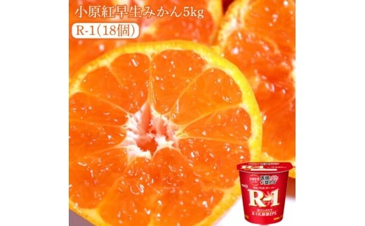 【ふるさと納税】【先行予約】【配送不可地域:北海道・沖縄県・離島】小原紅早生みかん 5kg と四国明治株式会社で作られた プロビオヨーグルトR-1 18個香川県三豊市27000果物・フルーツ