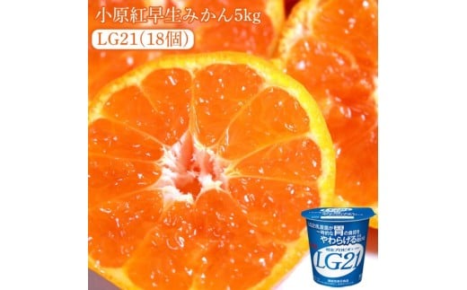 【ふるさと納税】【先行予約】【配送不可地域:北海道・沖縄県・離島】小原紅早生みかん 5kg と四国明治株式会社で作られた プロビオヨーグルトLG21 18個香川県三豊市27000果物・フルーツ