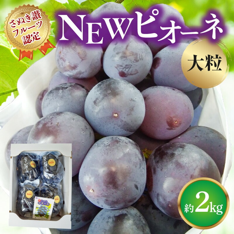 【ふるさと納税】【さぬき讃フルーツ認定】 締め切り間近 NEWピオーネぶどう 大粒約2kg  秋 旬香川県三豊市23000果物・フルーツ