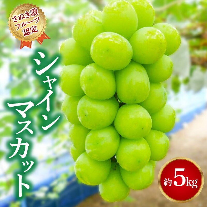 yӂ邳Ɣ[Łzyʂ]t[cFz ߐ؂ԋ VC}XJbg 5kg VC}XJbg 嗱 p Mtg  Y { VN Yn  Ԃǂ  uhE 