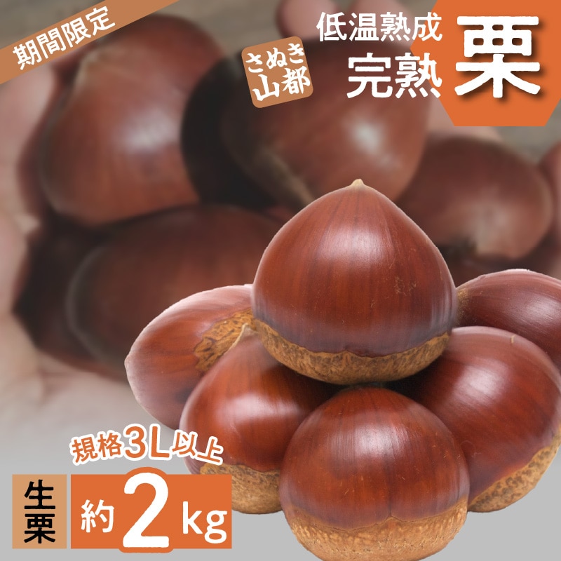 【ふるさと納税】 生栗 期間限定 数量限定 先行予約 『さぬき山都の低温熟成 完熟栗 3Lサイズ以上 約2kg 』 [ 栗ごはん 秋の味覚 くり 大粒 栽培 厳選 糖度 選別 三豊市 グルメ お取り寄せ  さ