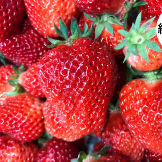 ≪ 農園直送 ≫ 甘い苺の詰め合わせ (天甜) 約600g高知県田野町10000果物・フルーツいちご