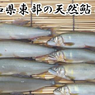 【四国一小さなまち】 ★ 令和5年 ★ 高知県東部の天然鮎(あゆ) 8匹 (14.5cm〜18cm未満)高知県田野町10000魚介・海産物その他 魚介・海産物