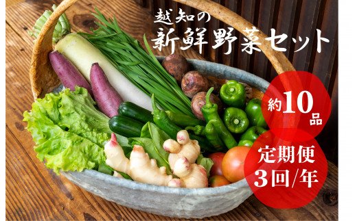 越知産市の季節の野菜セット(年3回発送)高知県越知町24000野菜・きのこその他 野菜