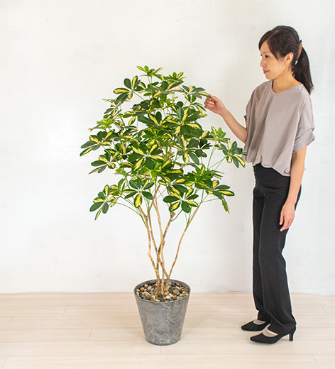 シェフレラ(斑入り)(造花)Gow-503高知県越知町98000衣類・装飾品・工芸品その他 装飾品・工芸品