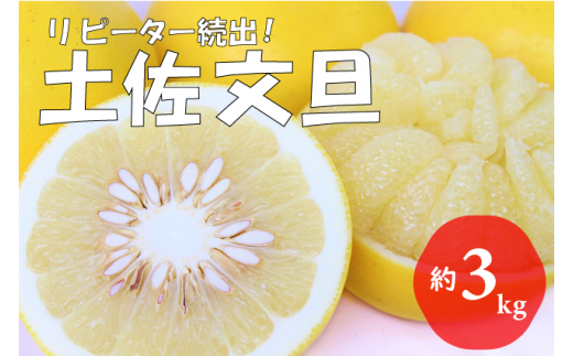 【先行予約受付中 2026年発送】森下さん家の土佐文旦(約3kg/4〜7玉) フルーツ 果物 新鮮 産直 柑橘高知県越知町10000果物・フルーツみかん・柑橘類