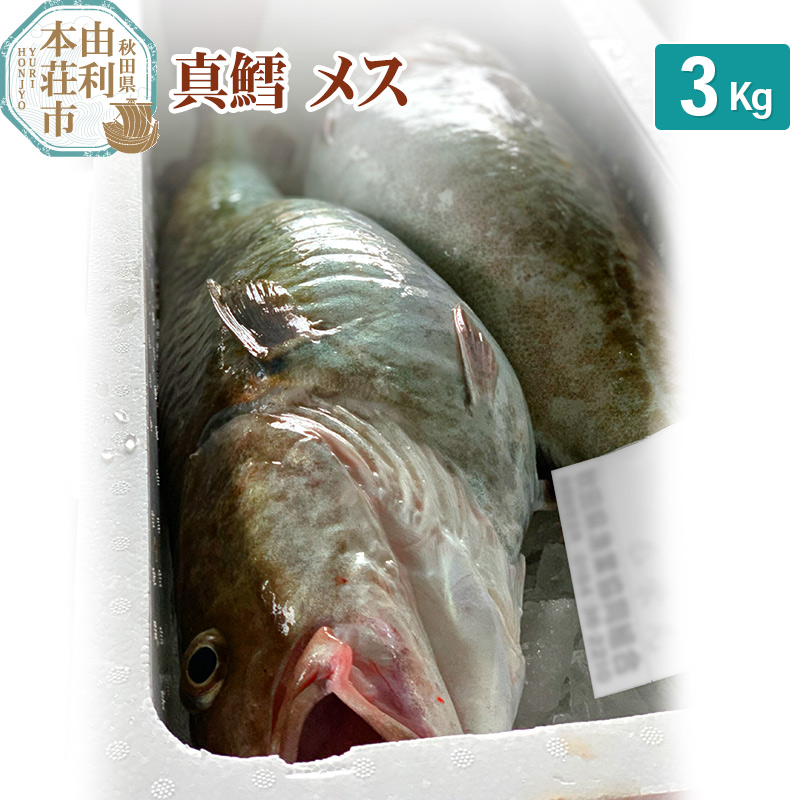 真鱈 【メス】 3kg 天然 漁師直送 (配送期間 10月〜1月末予定、期間外は次期予約扱い) マダラ タラ 高級魚 たら まだら 魚秋田県由利本荘市17000魚介・海産物