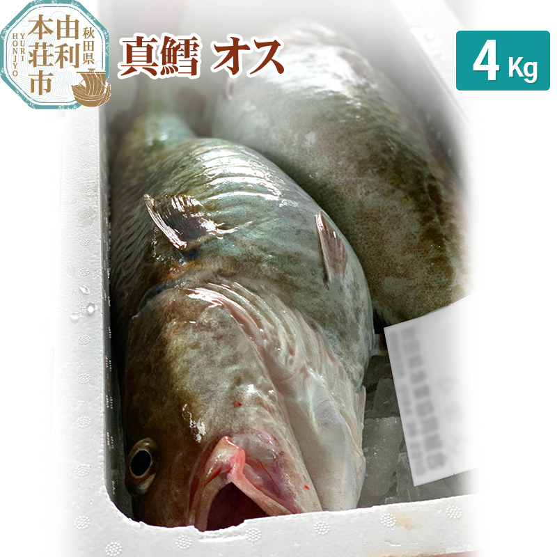 真鱈 【オス】 4kg 天然 漁師直送 (配送期間 10月〜1月末予定、期間外は次期予約扱い) マダラ タラ 高級魚 たら まだら 魚秋田県由利本荘市30000魚介・海産物