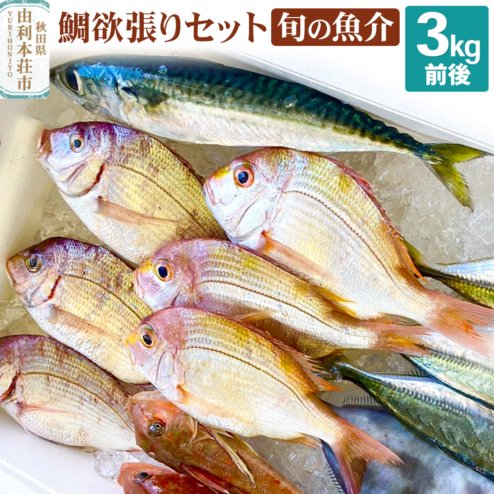 鯛 欲張りセット 旬の魚介 3kg前後秋田県由利本荘市22000魚介・海産物その他 魚介・海産物