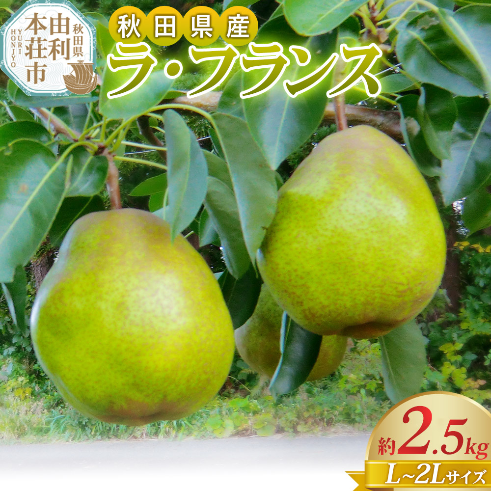 《予約受付》茂木農園 秋田県産 ラ・フランス 約2.5kg L〜2Lサイズ秋田県由利本荘市9000果物・フルーツりんご・梨