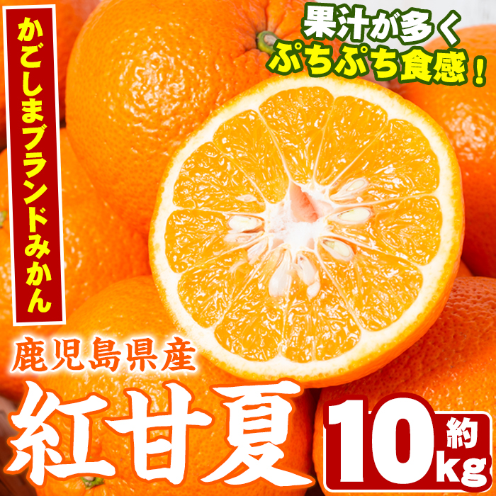 <2026年2月以降順次発送予定>数量限定!鹿児島県産紅甘夏みかん(約10kg・28玉〜32玉)国産 果物 フルーツ【鹿児島いずみ農業協同組合】akn018-05鹿児島県阿久根市11000果物・フルーツみかん・