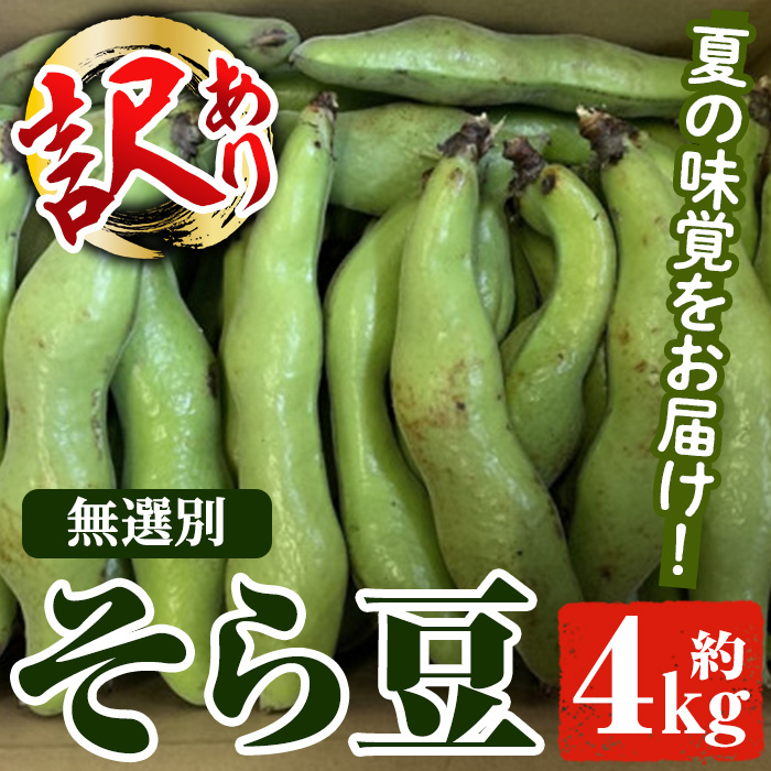 2026N4{ȍ~\聄󂠂IY 瓤(4kg) Y  瓤 \} ܂ T_ uߕ A TCY \  yiʁzakn053-08