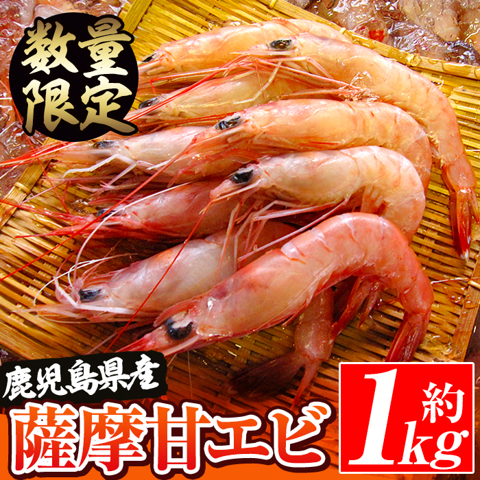 数量限定!鹿児島県阿久根産 薩摩甘エビ(約1kg・40〜70尾) 国産 阿久根市産 えび 海老 急速冷凍 冷凍配送 魚貝類 魚介類 海産物 【濱崎魚類】akn023-05鹿児島県阿久根市12000魚介・海産物エビ