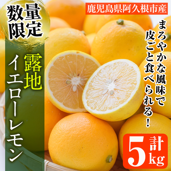 <2025年12月中旬以降順次発送予定>数量限定!露地マイヤーイエローレモン(5kg) 国産 檸檬 イエローレモン オレンジ 果実 果物 フルーツ 柑橘【桐野柑橘株式会社】akn070-11鹿児島県阿久根市14