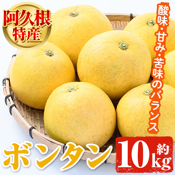 <2026年1月以降順次発送予定>阿久根特産 ボンタン(10kg) 国産 果物 ボンタン ぼんたん フルーツ スイーツ 贈答用 ギフト 柑橘 期間限定【松永青果】akn053-28鹿児島県阿久根市20000果物・フルー