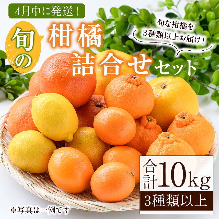 <2026年4月発送分!>旬の柑橘詰合せセット (約10kg) 国産 柑橘 果物 フルーツ 柑橘 ミカン 旬 詰合せ セット【桐野柑橘株式会社】akn070-16-m04鹿児島県阿久根市20000果物・フルーツみかん・柑橘