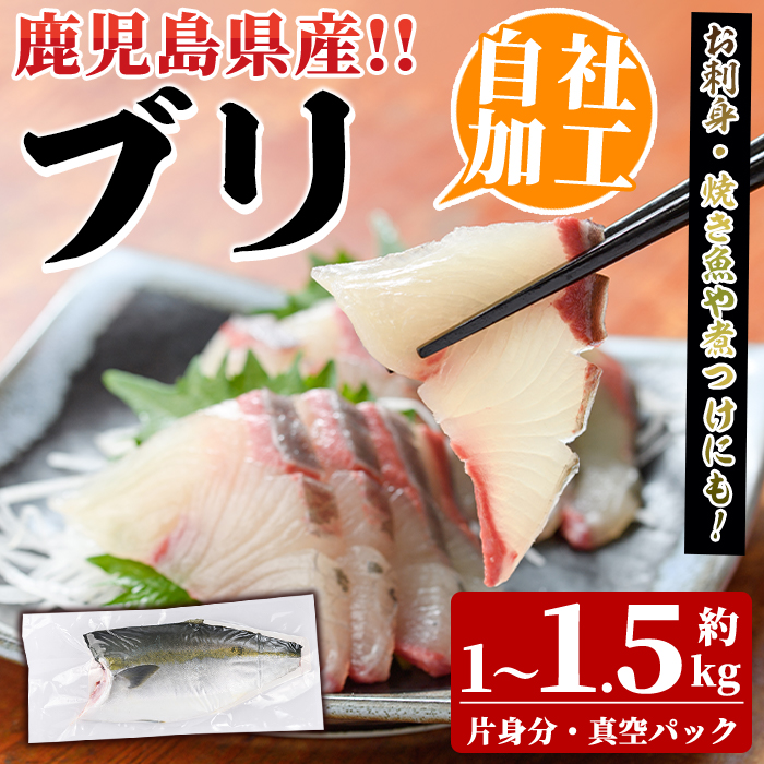 鮮度抜群!自社加工ブリ(片身分・1〜1.5kg) ブリ 鰤 魚貝 魚介 海産物 刺身 焼き魚 煮つけ 真空パック【さるがく水産】akn028-24鹿児島県阿久根市15000魚介・海産物鮮魚