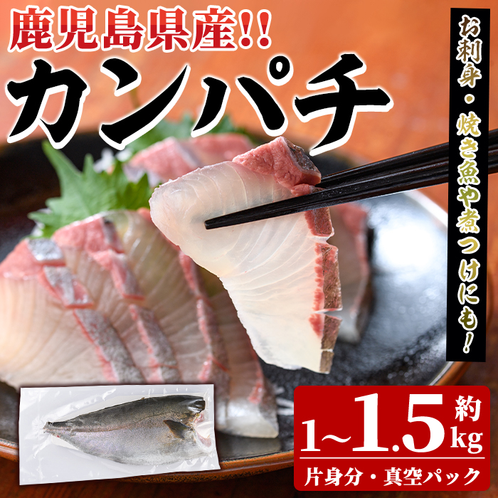 鮮度抜群!鹿児島県産カンパチ(片身分・1〜1.5kg) 国産 刺身 鹿児島産 魚貝 魚介 海産物 刺身 かんぱち カンパチ 焼き魚 煮つけ【さるがく水産】akn028-28鹿児島県阿久根市24000魚介・海産物