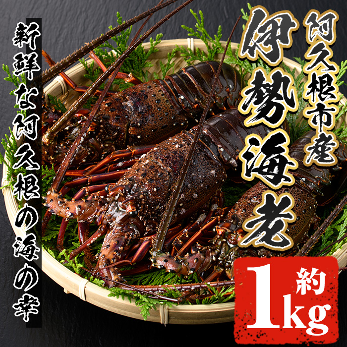2025N10ȍ~\聄ɐCV(1kg) Y vs ɐCV CV Gr  CZGr CN CY C̍K hg VN }Ⓚyiʁzakn053-36vs50000ECY