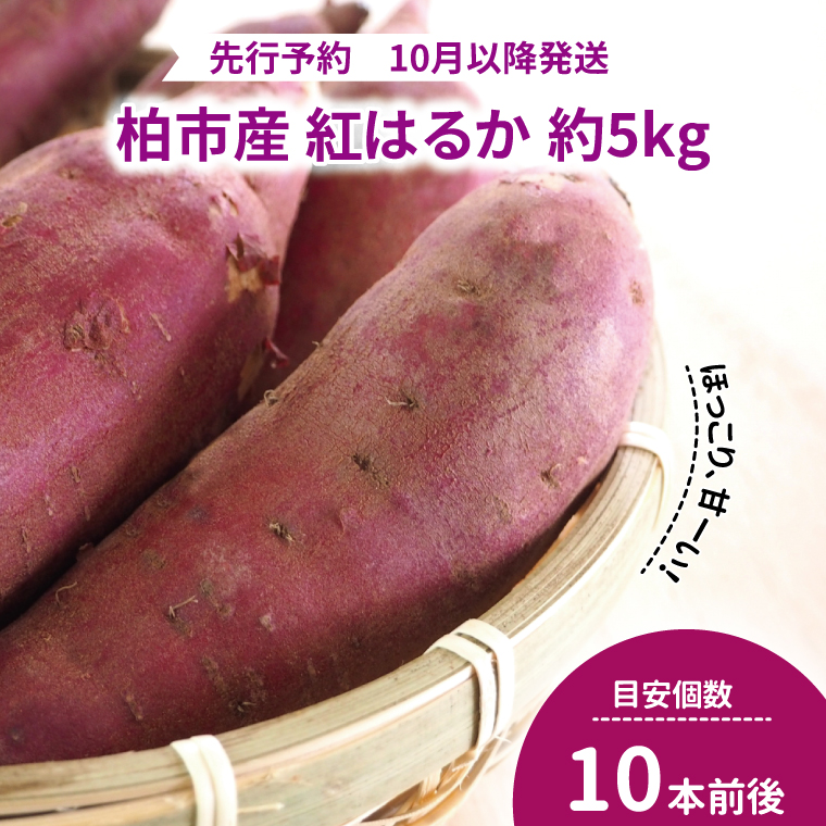 AF-48 柏産紅はるか 5kg千葉県柏市12500野菜・きのこ