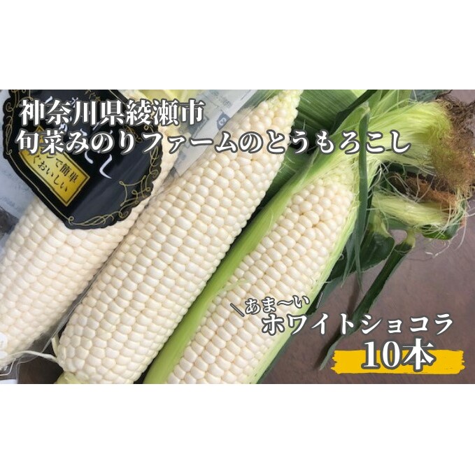 とうもろこし 旬菜みのりファーム あま〜い ホワイトショコラ 10本   野菜 高糖度 クリーミー ジューシー みずみずしい 国産 日本産 焼きもろこし 直送 産地直送 神奈川県綾瀬市12000野菜・き