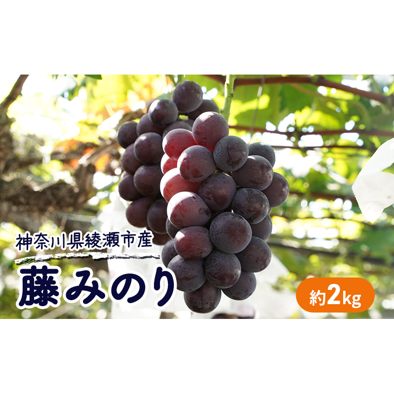  iԂǂ ݂̂ 2kg Ԃǂ  _ސ쌧 sY  ʕ t[c ō i Â Yn ʏ` 蕨 Mtg _ސ쌧s26000ʕEt[c}XJbgEԂǂ