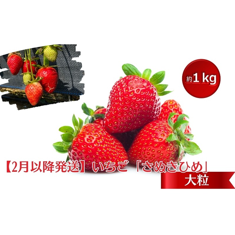 【2月より発送開始】いちご「さぬきひめ」大粒 約1kg 【配送不可エリア】北海道、 沖縄県、離島エリア 果物類 苺 イチゴ フルーツ 4パック 香川県観音寺市12000果物・フルーツいちご