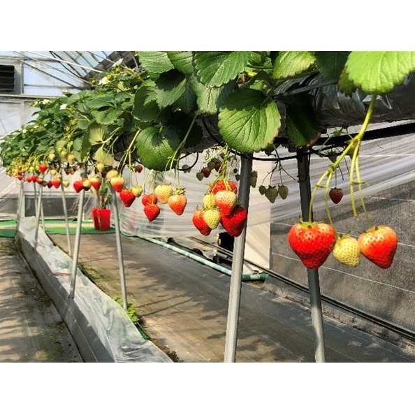 いちご「さぬきひめ」化粧箱入り約400g 果物類 苺 イチゴ フルーツ 香川県観音寺市11000果物・フルーツいちご