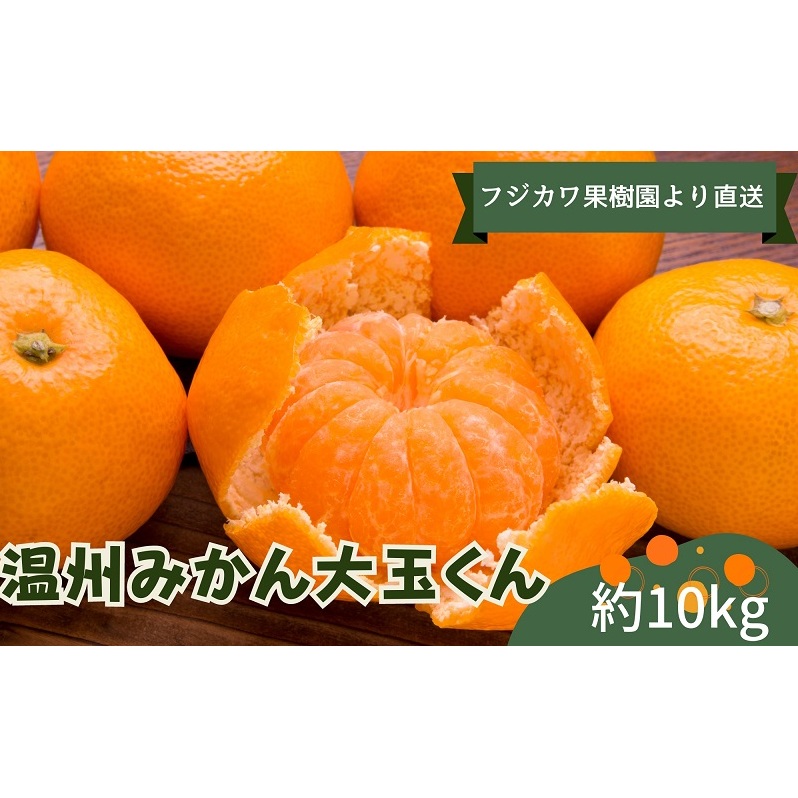 2025年秋よりお届け 温州みかん大玉くん 約10kg 果物類 柑橘類 フルーツ 蜜柑 ミカン くだもの 香川県観音寺市12000果物・フルーツみかん・柑橘類