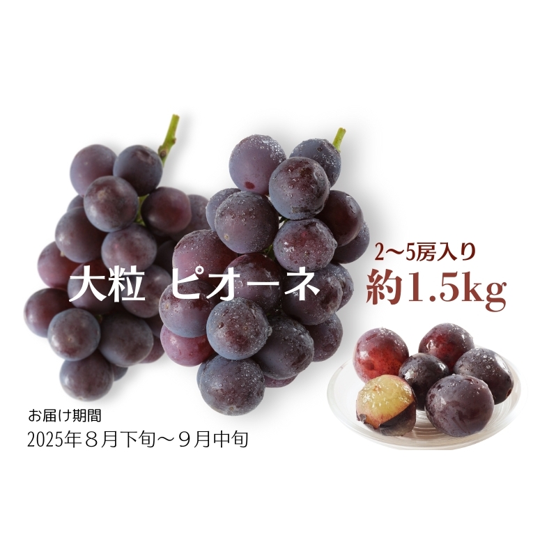 大粒 ピオーネ 約1.5kg ぶどう  フルーツ 果物 香川県観音寺市15000果物・フルーツマスカット・ぶどう
