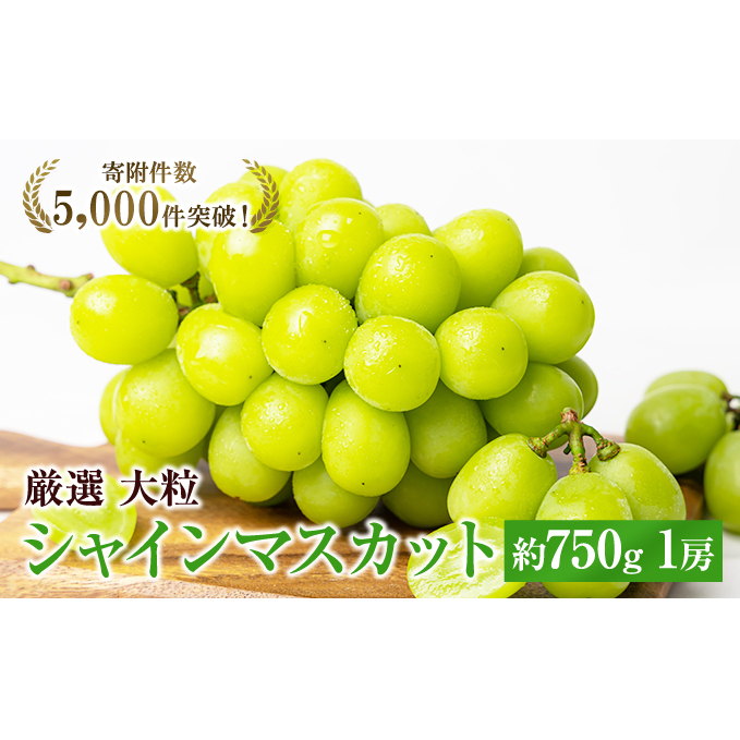 大粒 特選 大房シャインマスカット 約750g 1房 ぶどう 果物 フルーツ 種なし 香川県観音寺市12000果物・フルーツマスカット・ぶどう