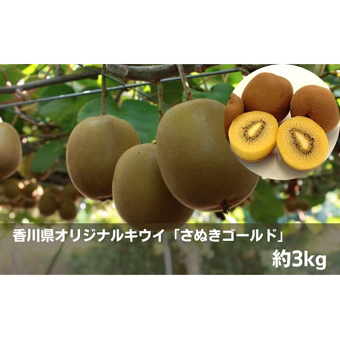 香川県オリジナルキウイ「さぬきゴールド」約3kg 果物詰合せ フルーツ 果物 詰合せ セット 香川県観音寺市17000果物・フルーツその他 果物・フルーツ